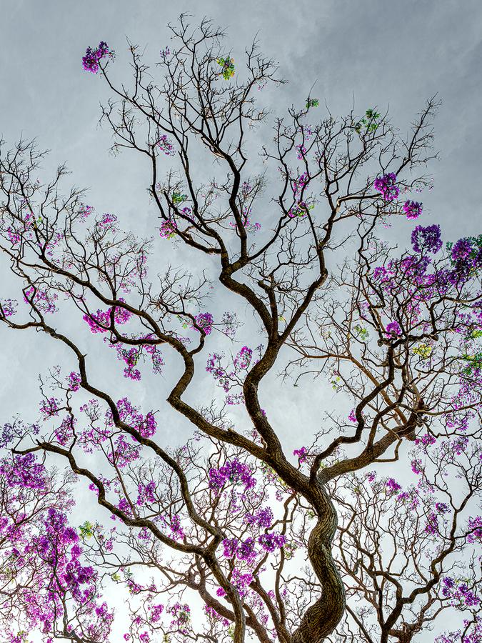 Blossom by Nick Psomiadis