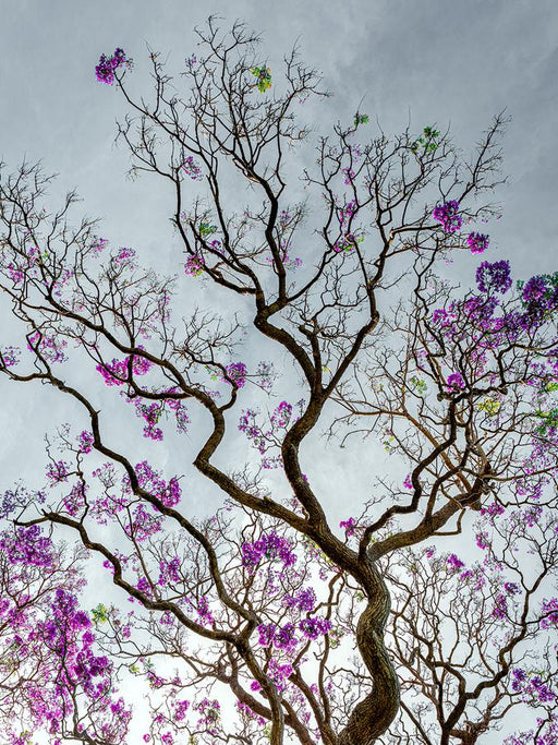 Blossom by Nick Psomiadis