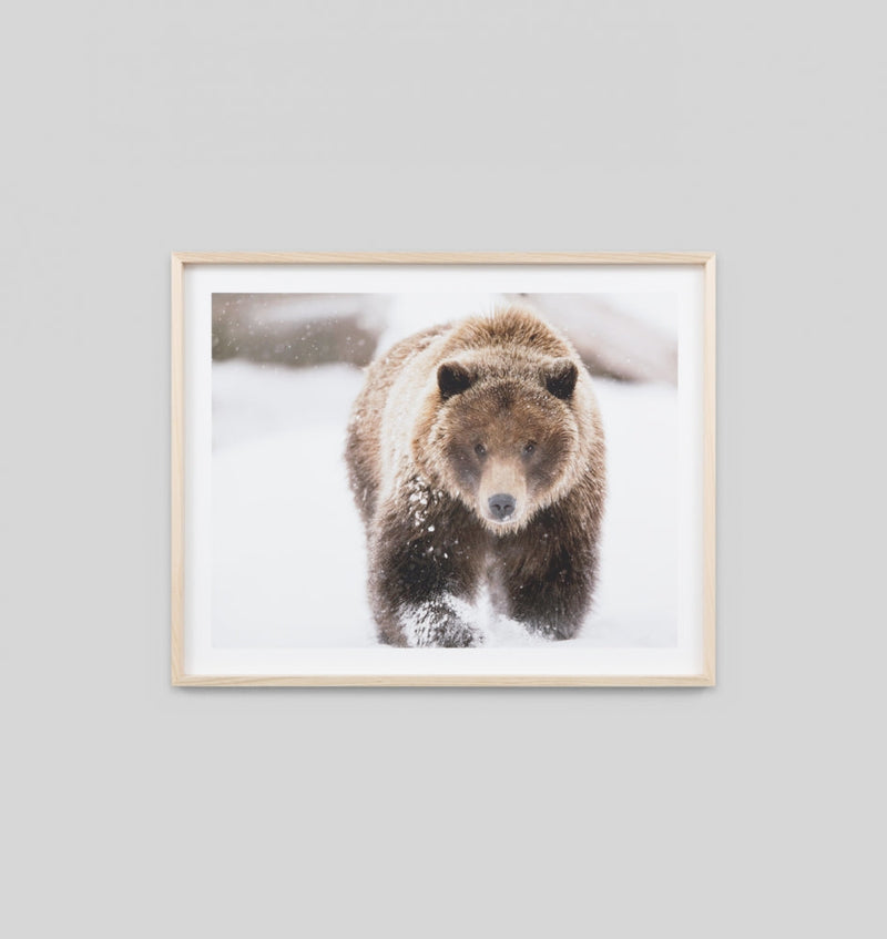 Brown Bear