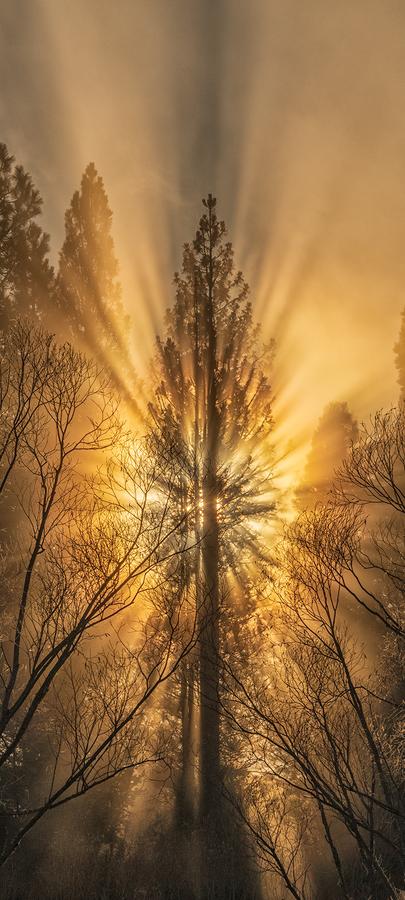 Cathedral of Light by Nick Psomiadis