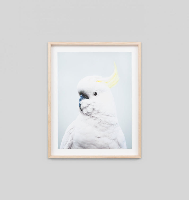 Cockatoo Pink