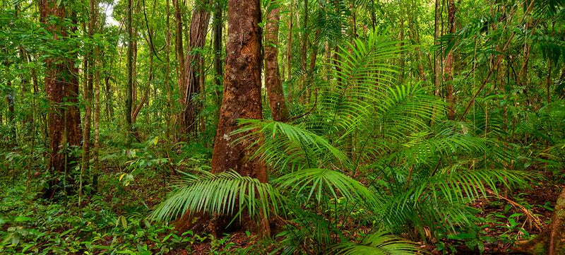 Daintree by Nick Psomiadis