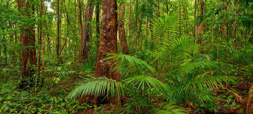 Daintree by Nick Psomiadis