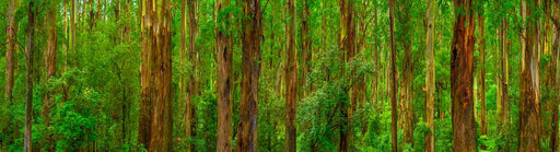 Dandenong Ranges by Nick Psomiadis