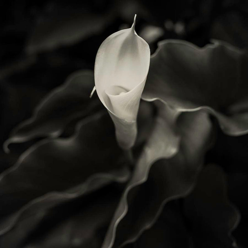 Essence by Nick Psomiadis stretched canvas