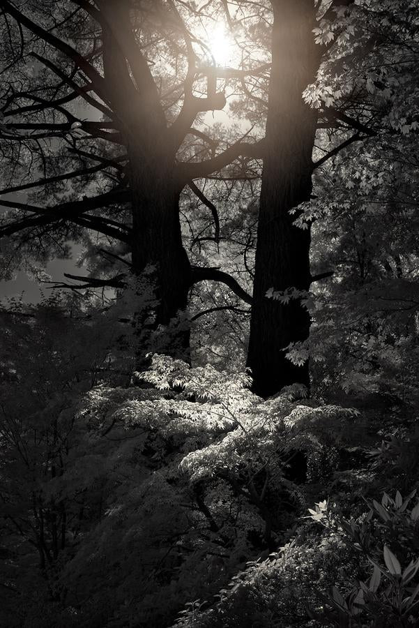 Forest Light by Nick Psomiadis