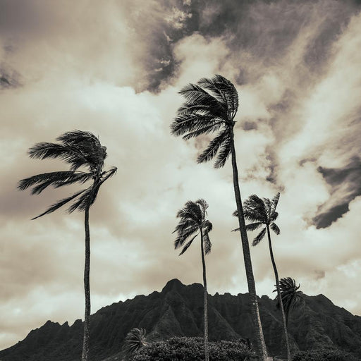 Gentle Gust by Nick Psomiadis