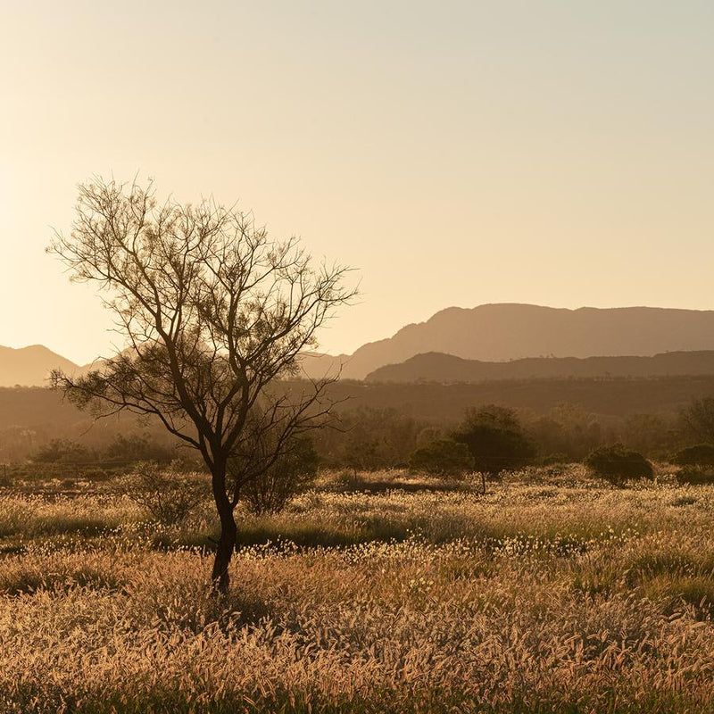 Grass Plains Outback Australia #1 by Nick Psomiadis