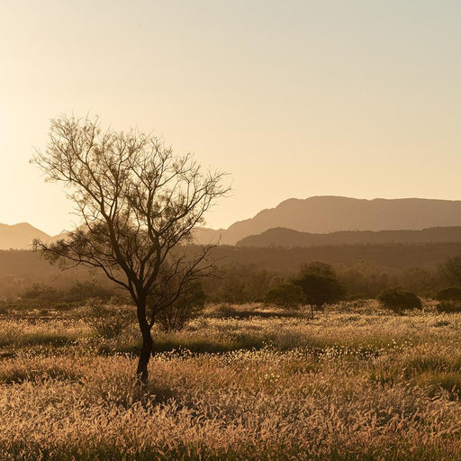 Grass Plains Outback Australia #1 by Nick Psomiadis