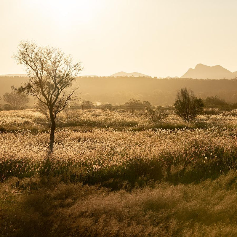 Grass Plains Outback Australia #2 by Nick Psomiadis