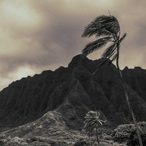 Island Reverie by Nick Psomiadis