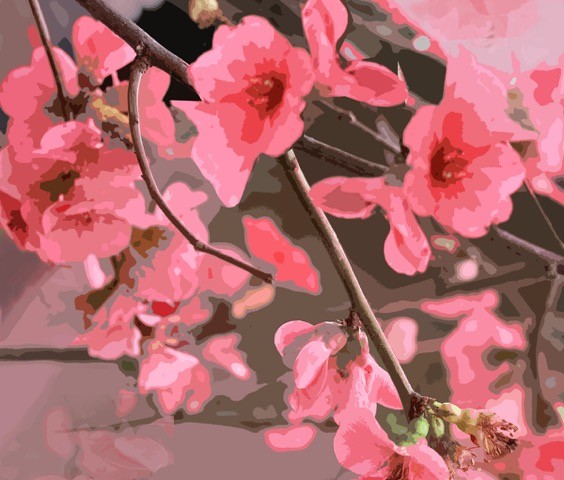 Japonica