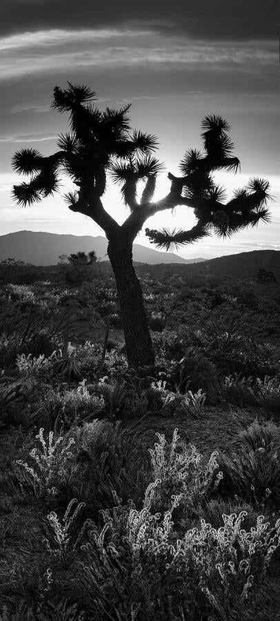 Joshua Tree by Nick Psomiadis