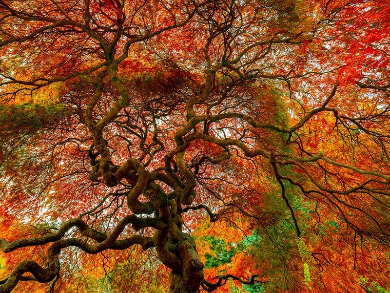 Melbourne Autumn Leaves | Large  Format | by Nick Psomiadis