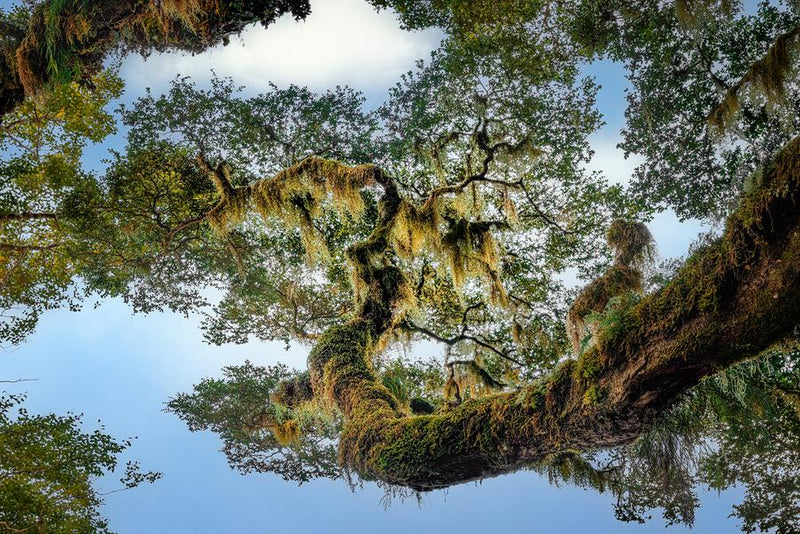 Lace of the Forest by Nick Psomiadis