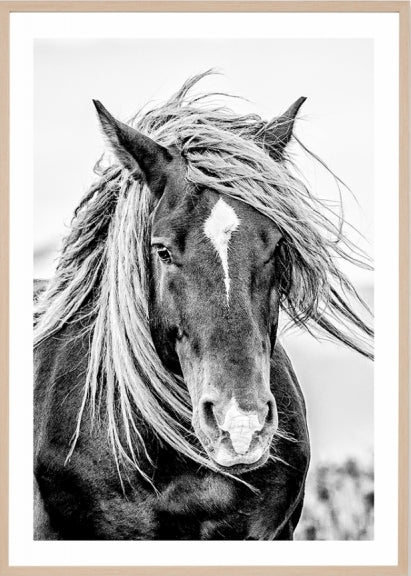 Mustang Sally in Grey Tones