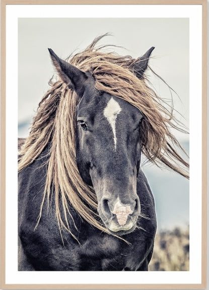Mustang Sally 33 x 45cm