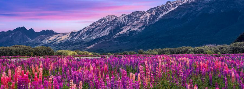 Lupin Dreams by Nick Psomiadis