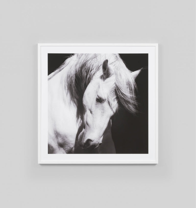 Majestic Horse