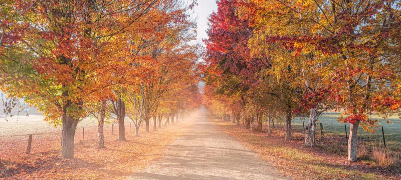 McCormacks Lane The Buckland Valley by Nick Psomiadis