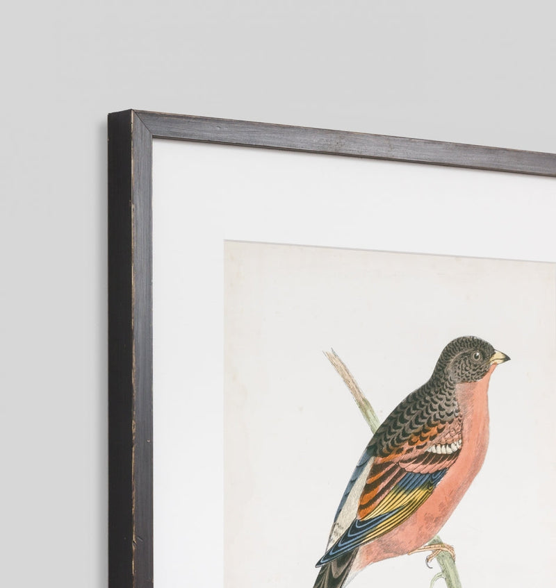 Morris Mountain Finch