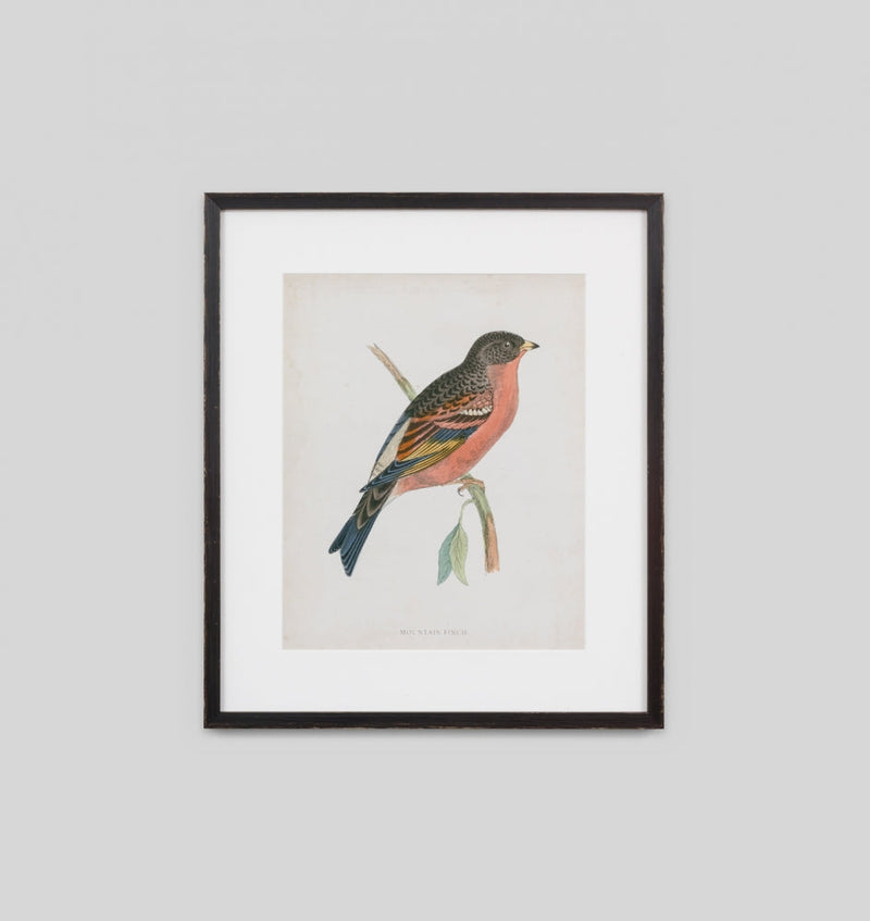 Morris Mountain Finch