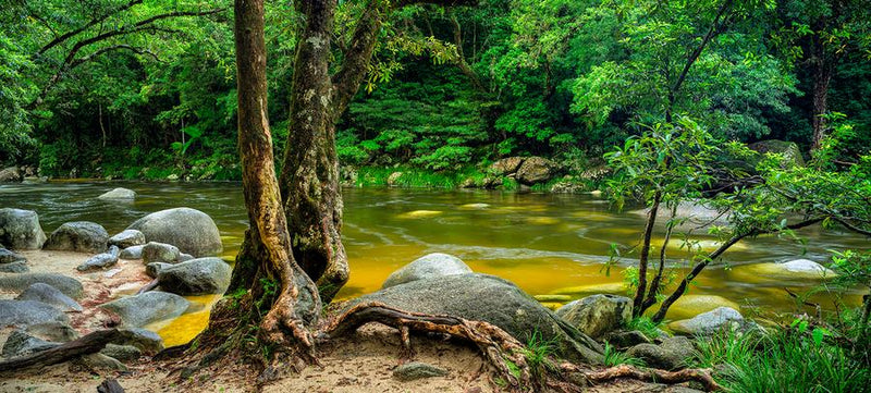 Mossman Gorge by Nick Psomiadis