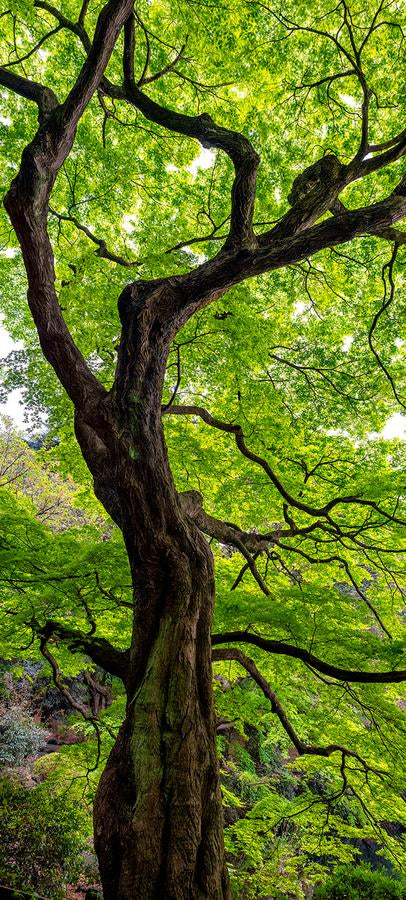 Niwaki by Nick Psomiadis