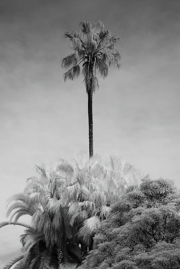 Oasis by Nick Psomiadis