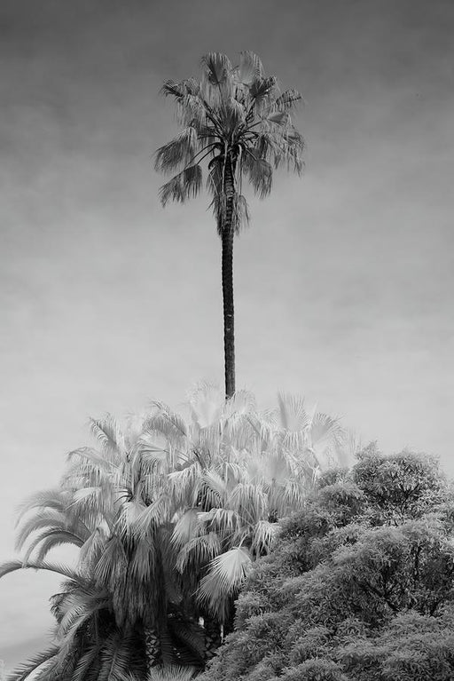 Oasis by Nick Psomiadis