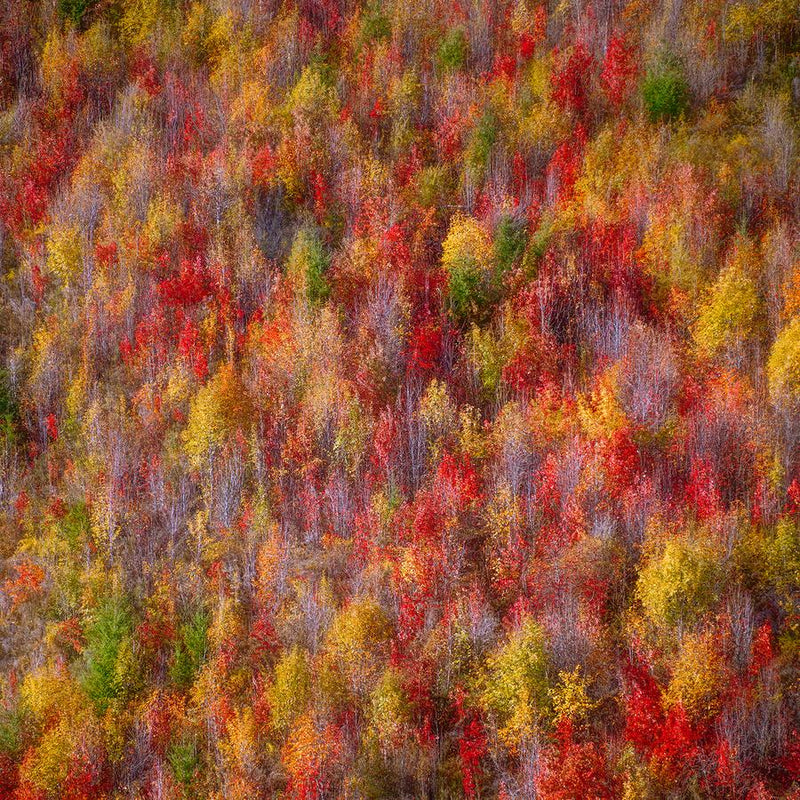 Painted Woods by Nick Psomiadis