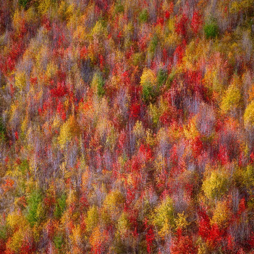 Painted Woods by Nick Psomiadis