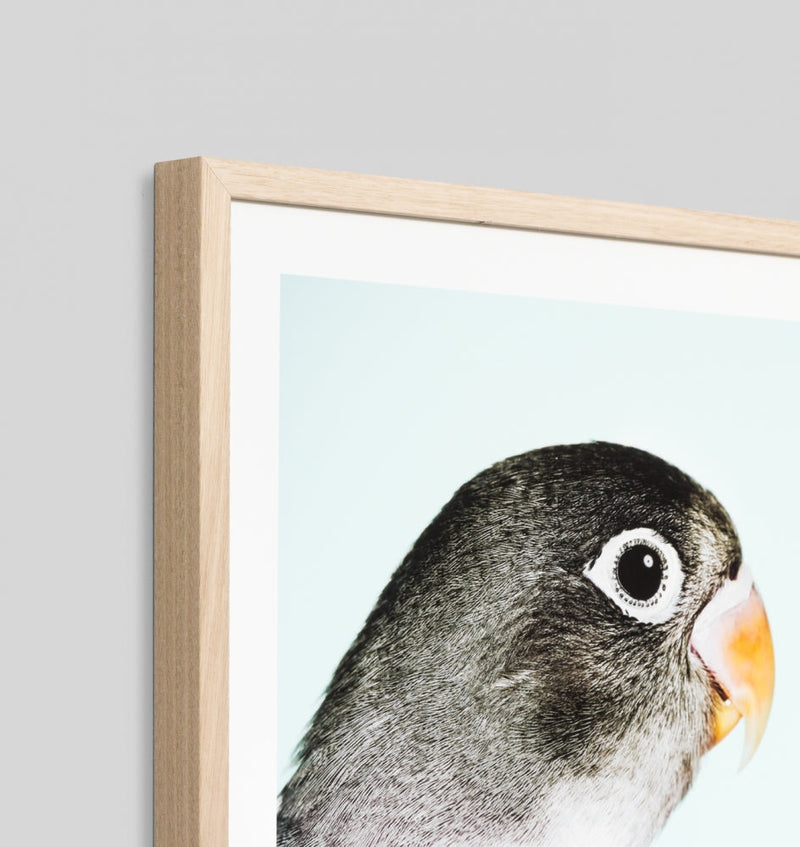 Parrot 1