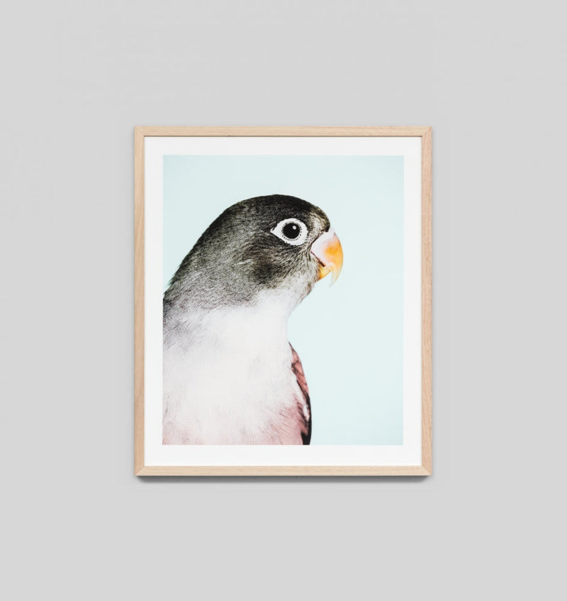 Parrot 1