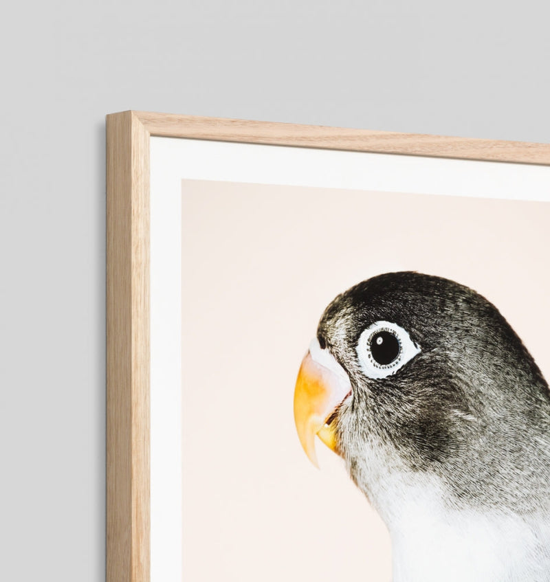 Parrot 2