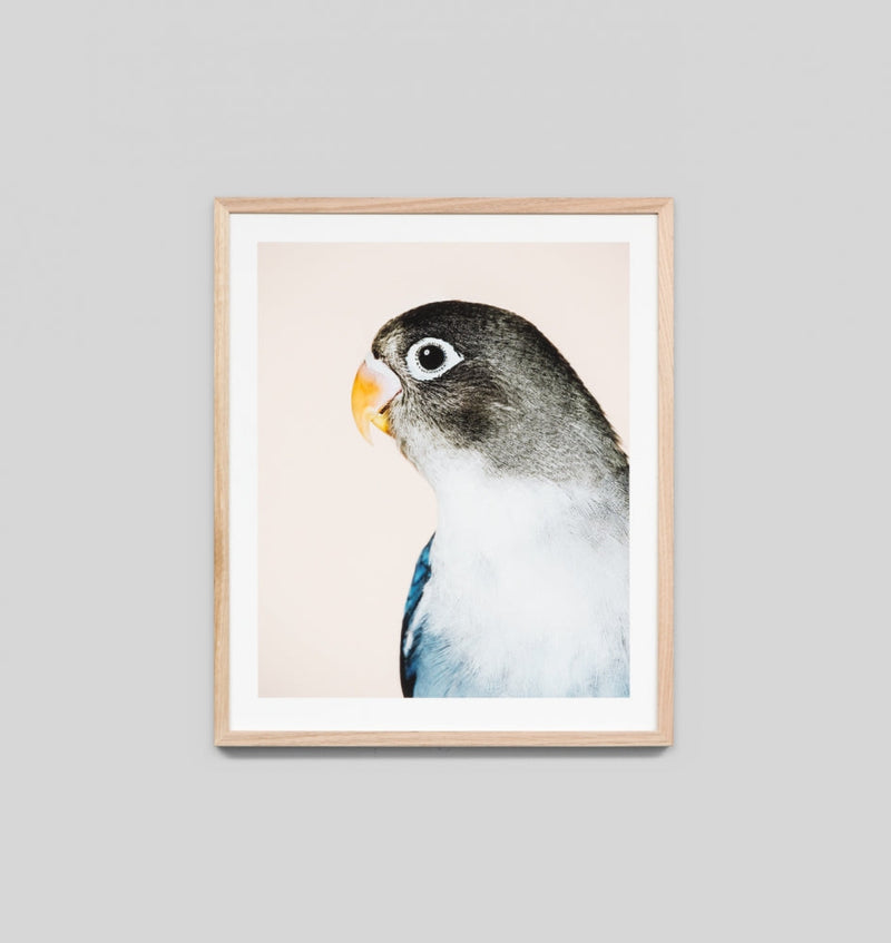 Parrot 2
