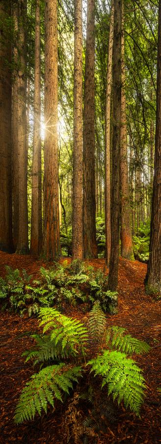 Quiet Majesty by Nick Psomiadis