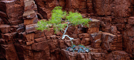 Red Rock Eucalyptus by Nick Psomiadis