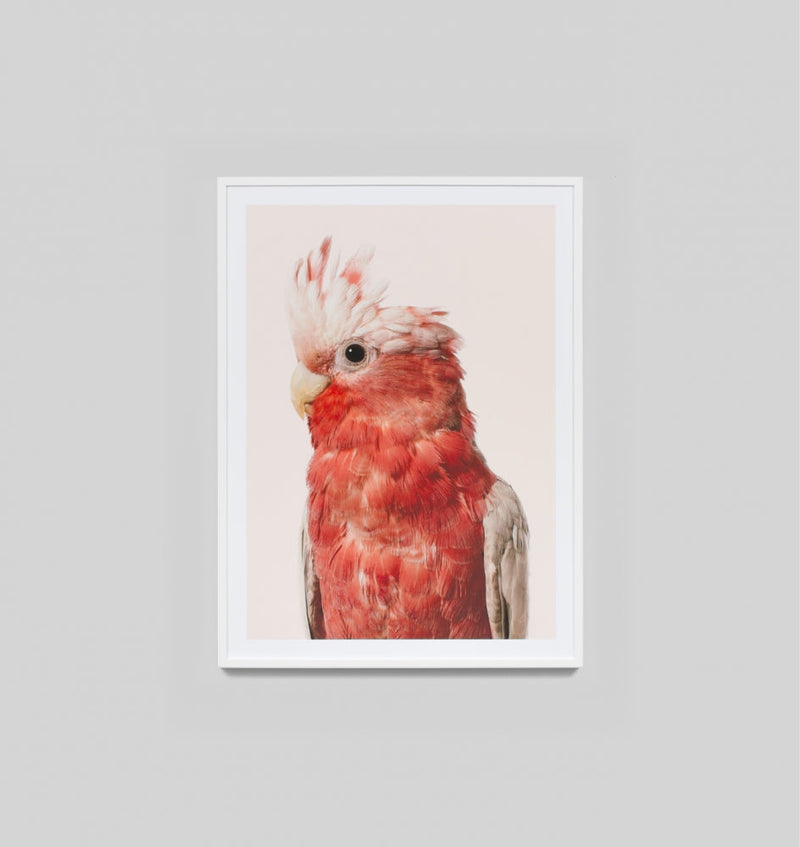Rose Cockatoo