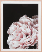 Rose Noir 3 | Print Decor