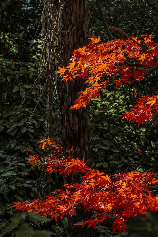 Scarlet Reaches by Nick Psomiadis