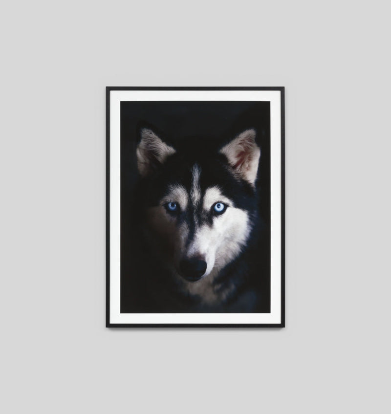 Siberian Husky