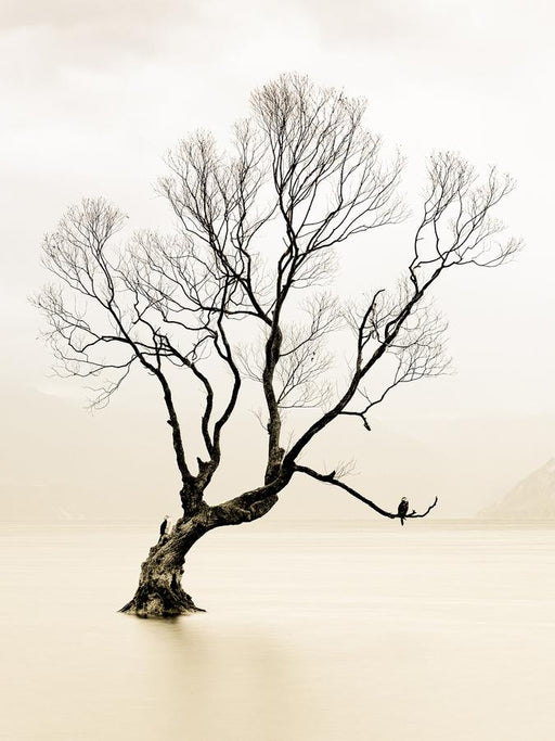 The Lone Willow of Wanaka by Nick Psomiadis