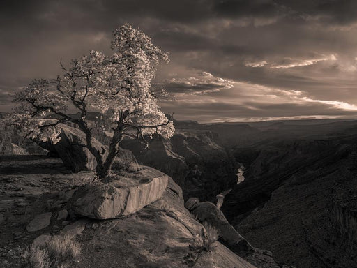 Toroweap's Edge by Nick Psomiadis