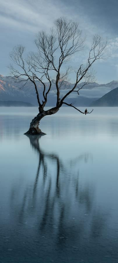 Tranquility Tree by Nick Psomiadis