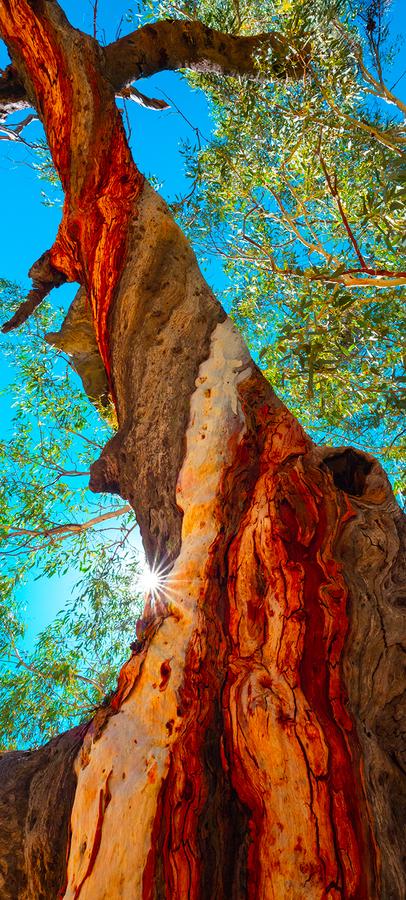 Twisted Gum by Nick Psomiadis