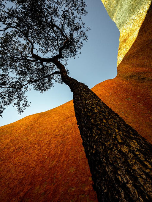 Uluru Jarrah by Nick Psomiadis