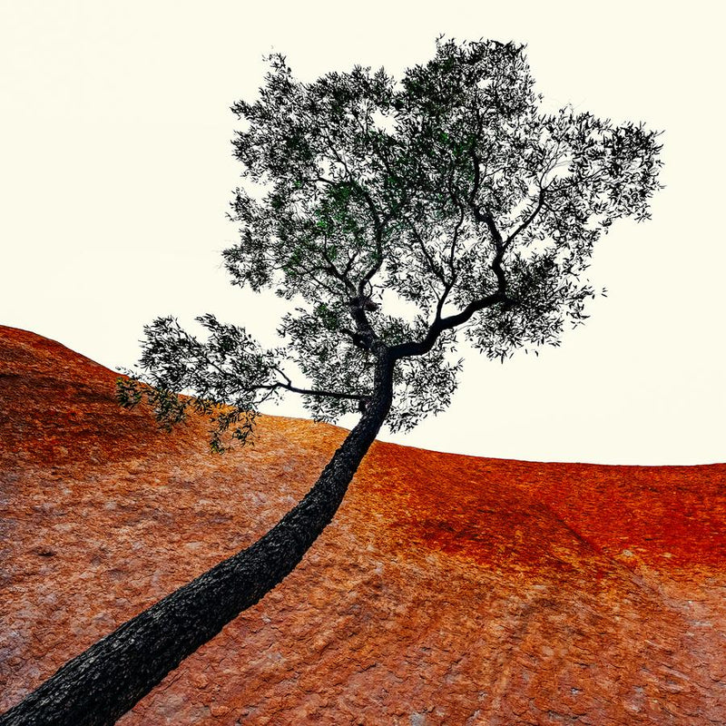 Uluru Tree by Nick Psomiadis
