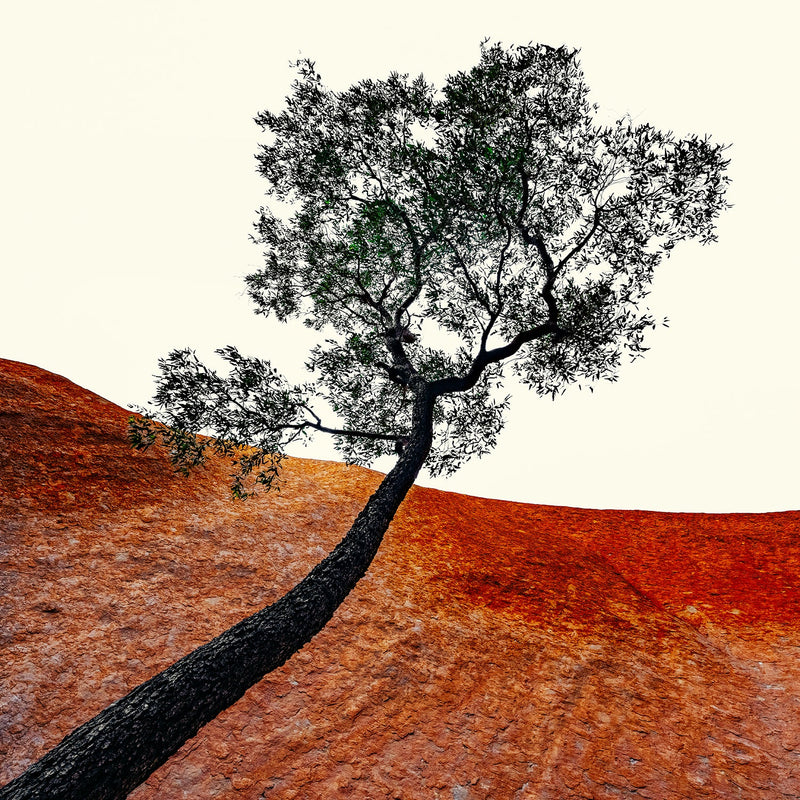 Uluru Tree |  Square Format | by Nick Psomiadis