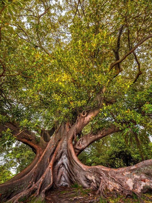 Verdant Majesty by Nick Psomiadis